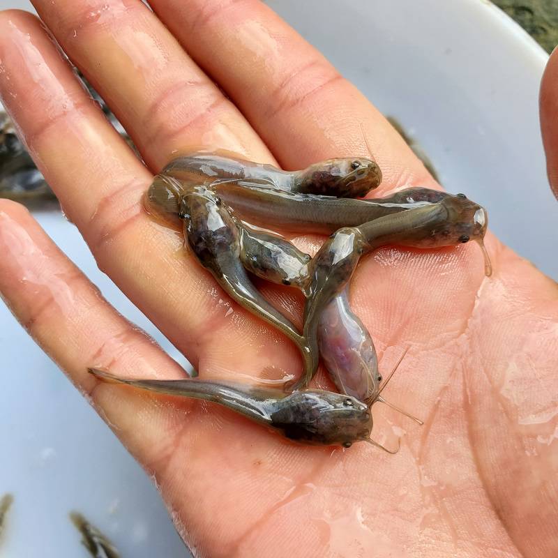 塘鲺鱼苗 埃及塘鲺鱼苗 胡子鲶塘鲺鱼苗 鱼苗 鱼苗批发