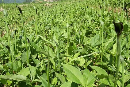 半夏叶斑病发病重的原因用青枯立克杀菌剂提前预防