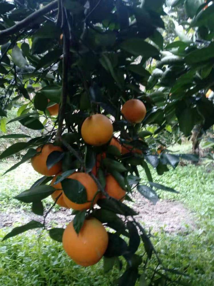 早熟脐橙 品优价廉 清甜爽口 现定现采