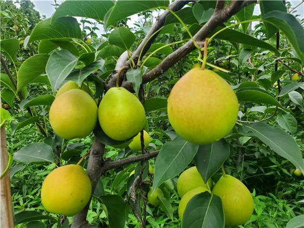 丑梨树苗栽种事项介绍秋月梨梨树栽种事项介绍