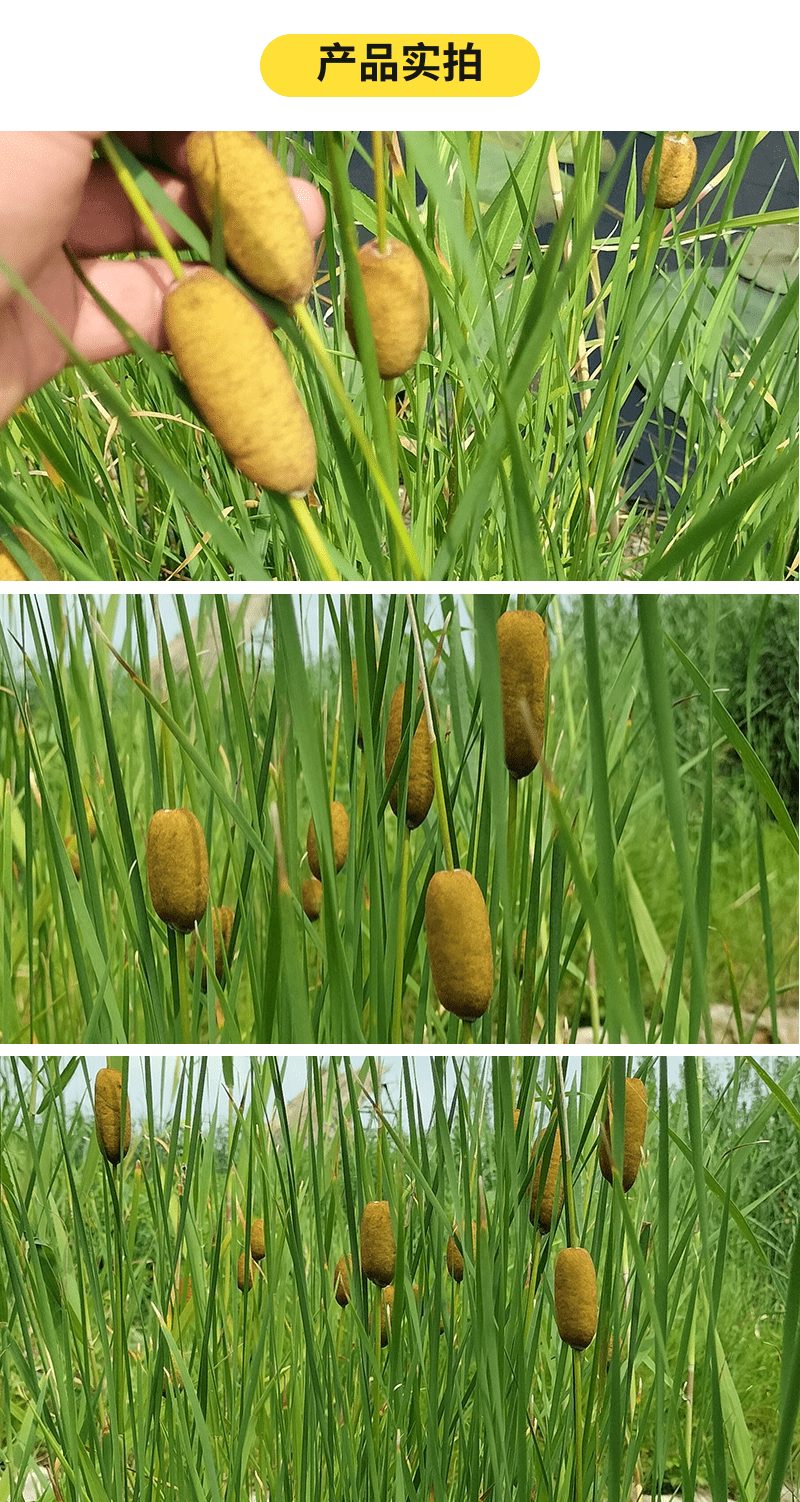 百納環境綠化觀賞植物溼地種植綠化用小香蒲基地批發