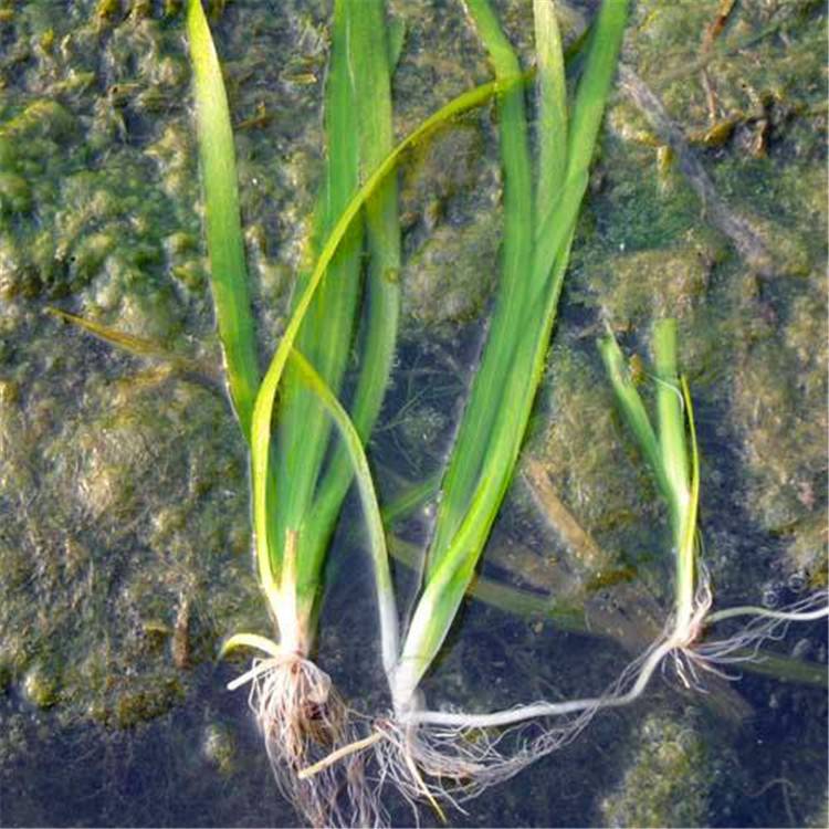 苦草耐寒四季刺矮型矮生矮化水韭菜扁担草水生植物大量优惠