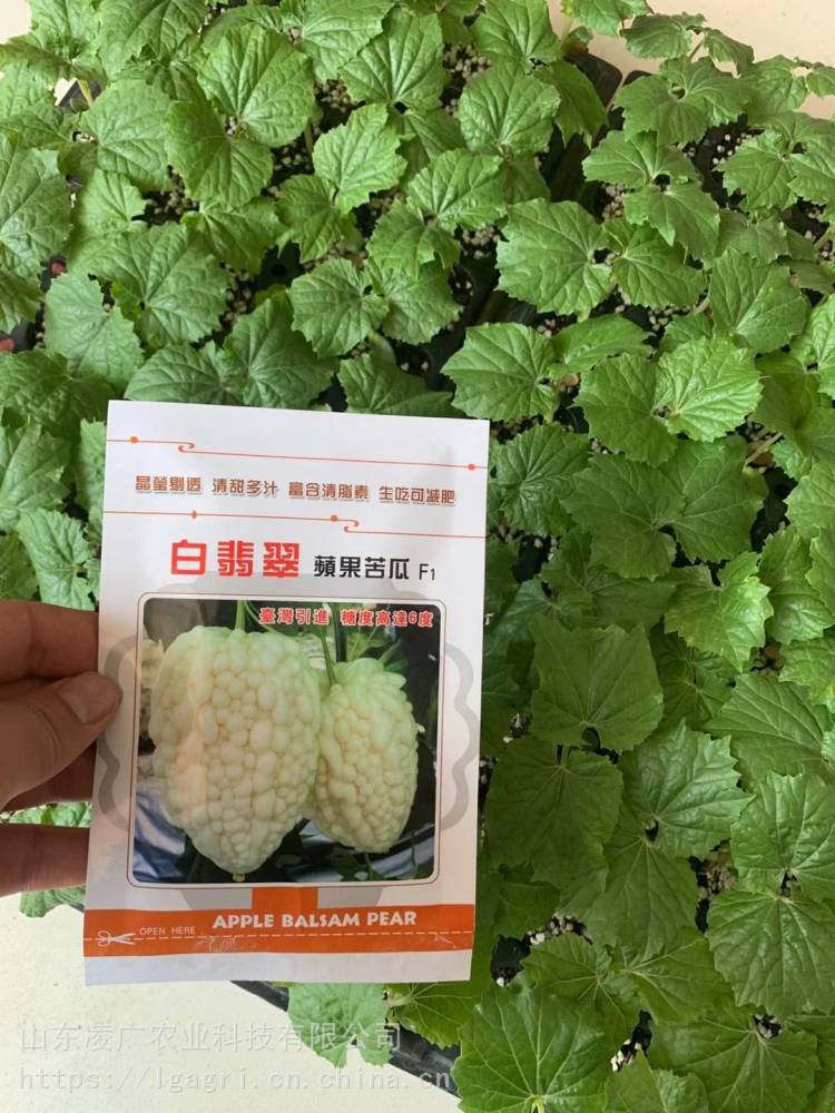 白翡翠苹果苦瓜种子水果苦瓜珍珠粒苦瓜糖度高生吃脆甜多汁