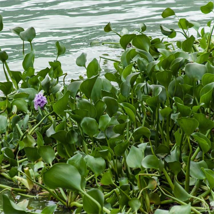 苗圃供应凤眼莲浮水植物园林水景造景材料水体净化
