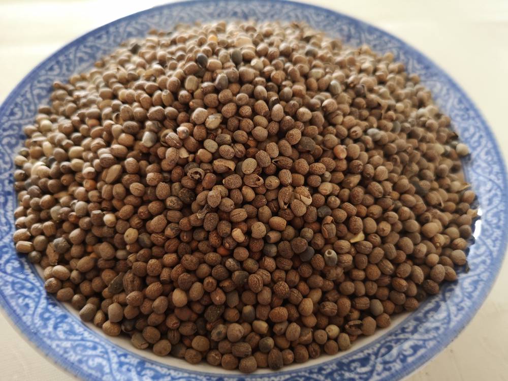 野生千金子价格多少钱一斤