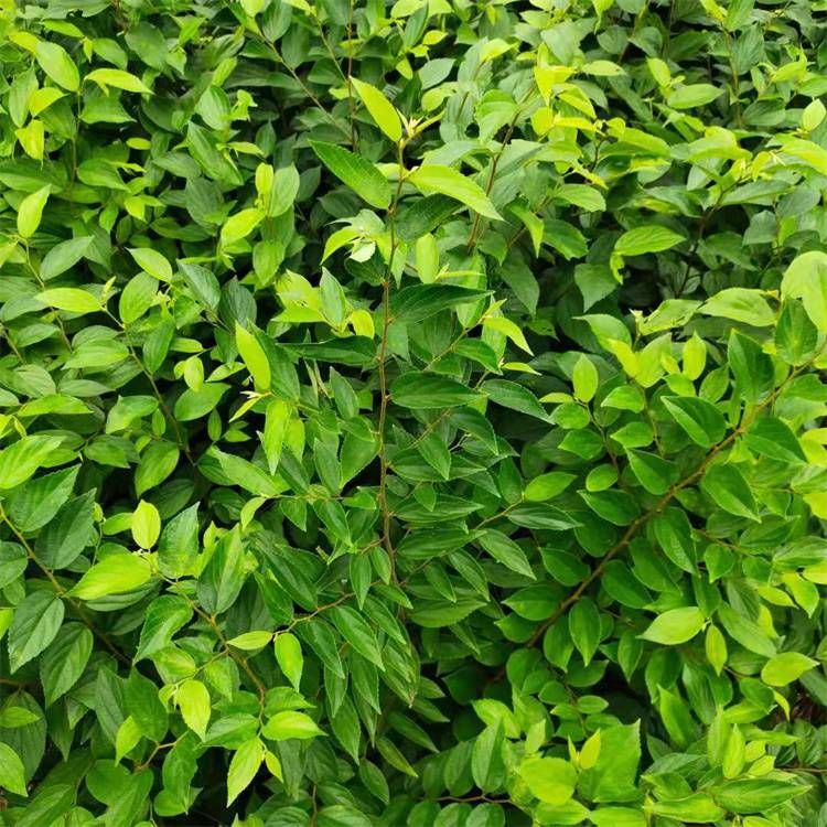 朴树小苗大规格朴树江西朴树价格绿化