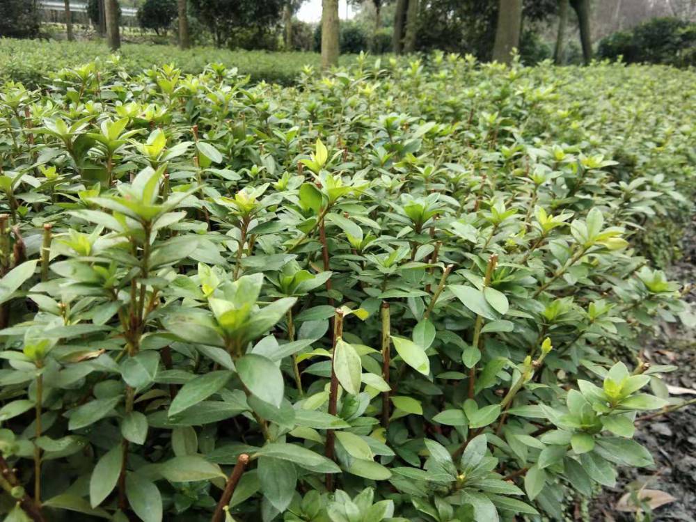 延安工程苗木批发种植春鹃绿化小苗映山红杯苗地苗出售中