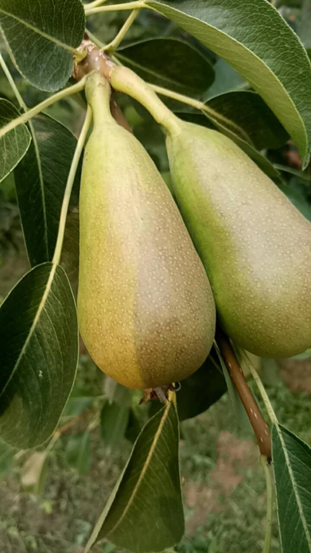 一公分梨树苗几月份种植新梨七号梨树苗种植优势