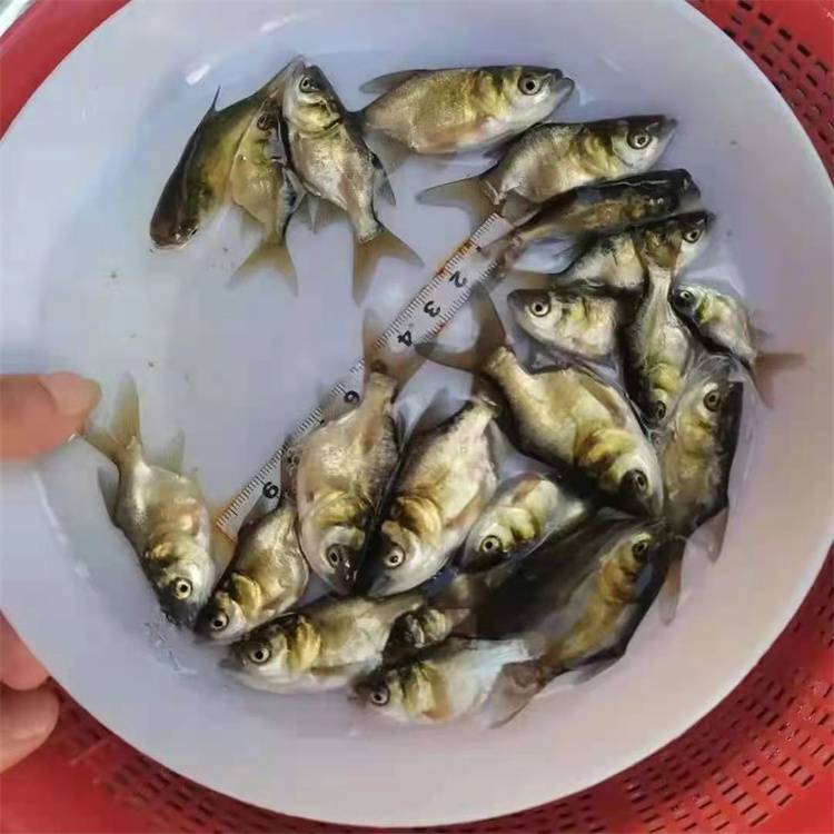 广东缩骨大头鱼苗养殖技术胖头鳙鱼苗高产培育