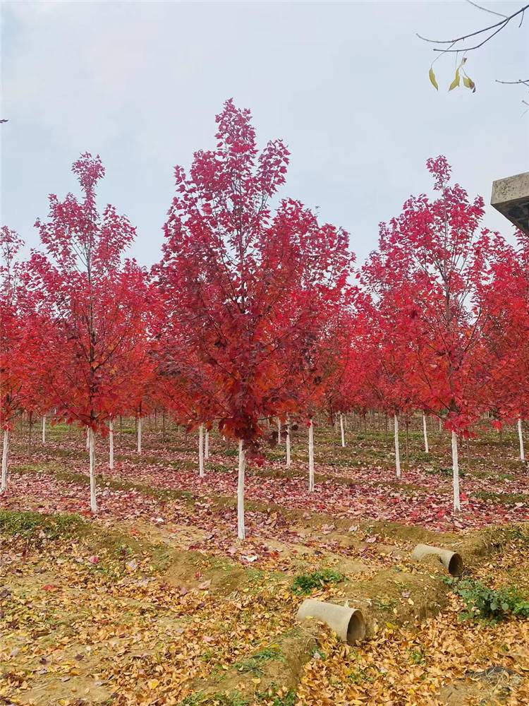 首页>宠物及园艺>园林植物>乔木>1-15公分红枫树丛