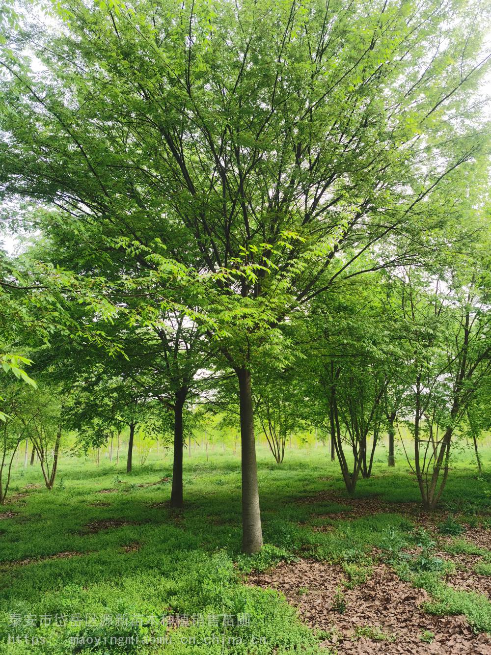 榉树地径1030公分株高约8米左右风景绿化树树姿端庄高大雄伟