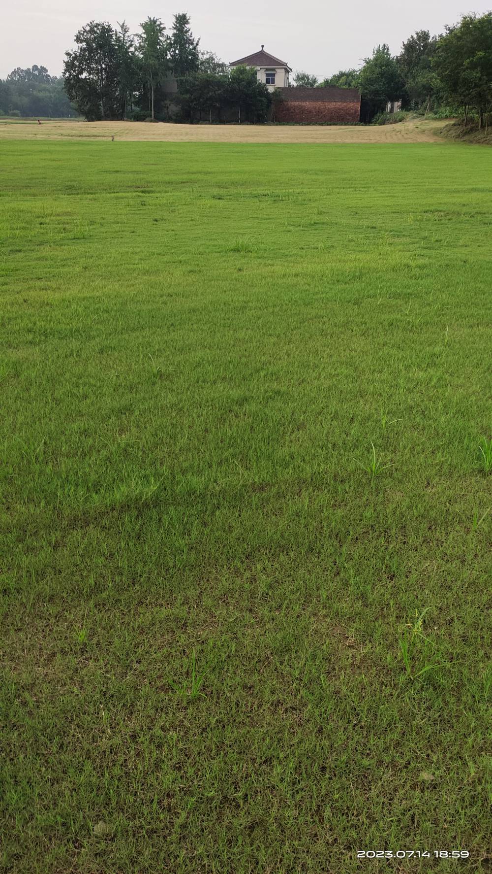 供应混播草坪 四季青草皮 公园工厂绿化工程草坪