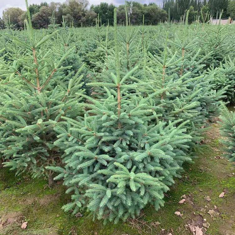 2米云杉树高质量易成活云杉保湿发货