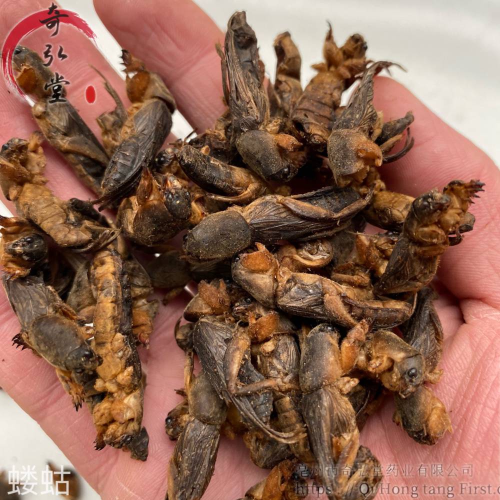 中药材蝼蛄蝼蛄药材实物实拍