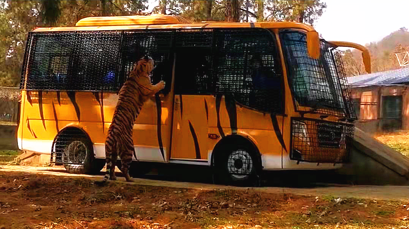 动物园猛兽观赏车老虎喂食车虎园观光车笼式观赏车