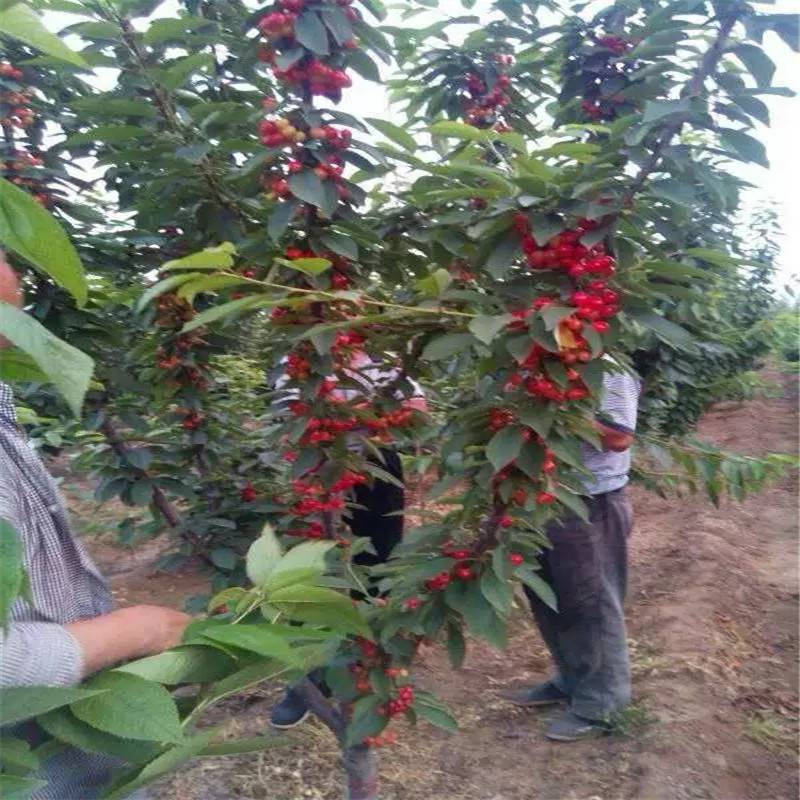 西藏阿里樱桃苗价格种植基地