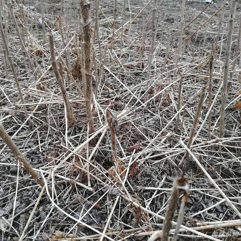 辽宁刺头菜种苗 树头菜小苗 刺脑包树苗批发价格 - 推发网