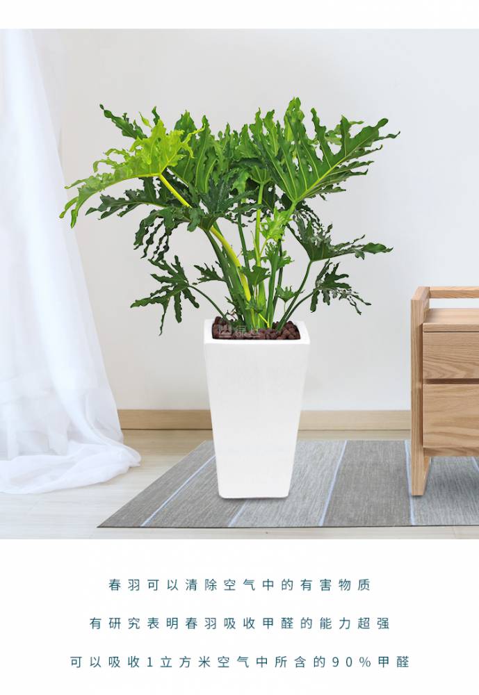 绿丛园林春羽盆栽1米中型室内景观植物净化空气客厅阳台绿植同城配送