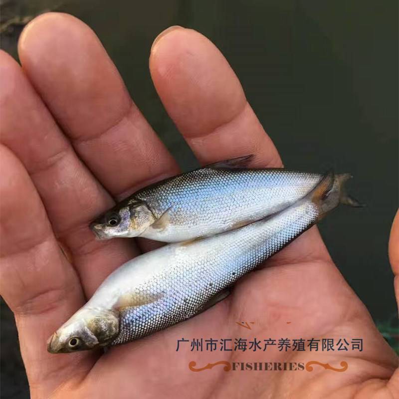银鳕鱼苗 淡水大鳞鲃银鳕鱼种 鱼苗场批发
