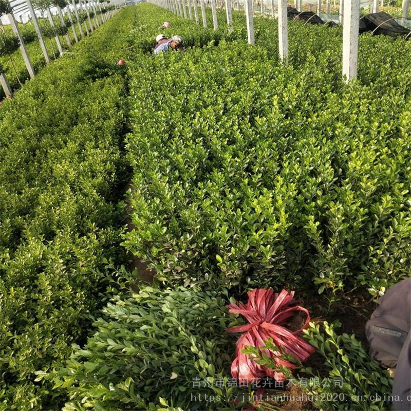 瓜子黃楊出售 青州瓜子黃楊 地被綠籬植物種植基地