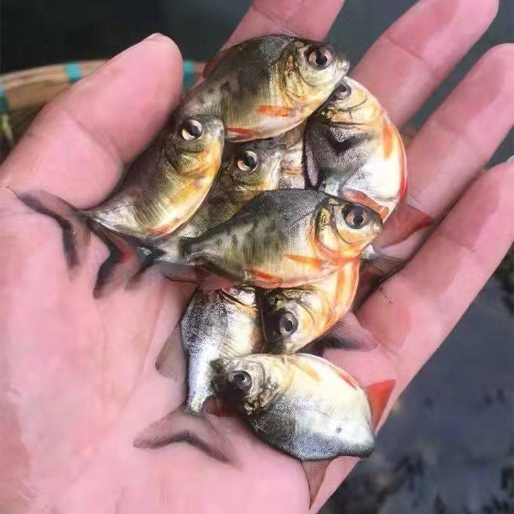 【出售活力好 金鲳鱼鱼苗 4-6公分白鲳鱼 港明水产养殖供应】价格_厂