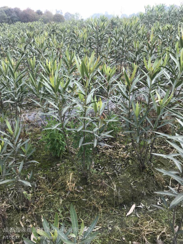 大量批发重庆红花夹竹桃批发基地夹竹桃工程苗基地