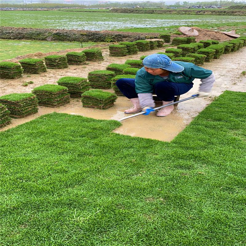 台湾青草皮每块价格兰引三号草绿化草皮卷