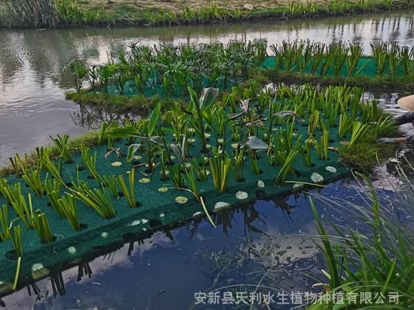 聚酯纖維漂浮溼地生物浮島浮床人工浮床