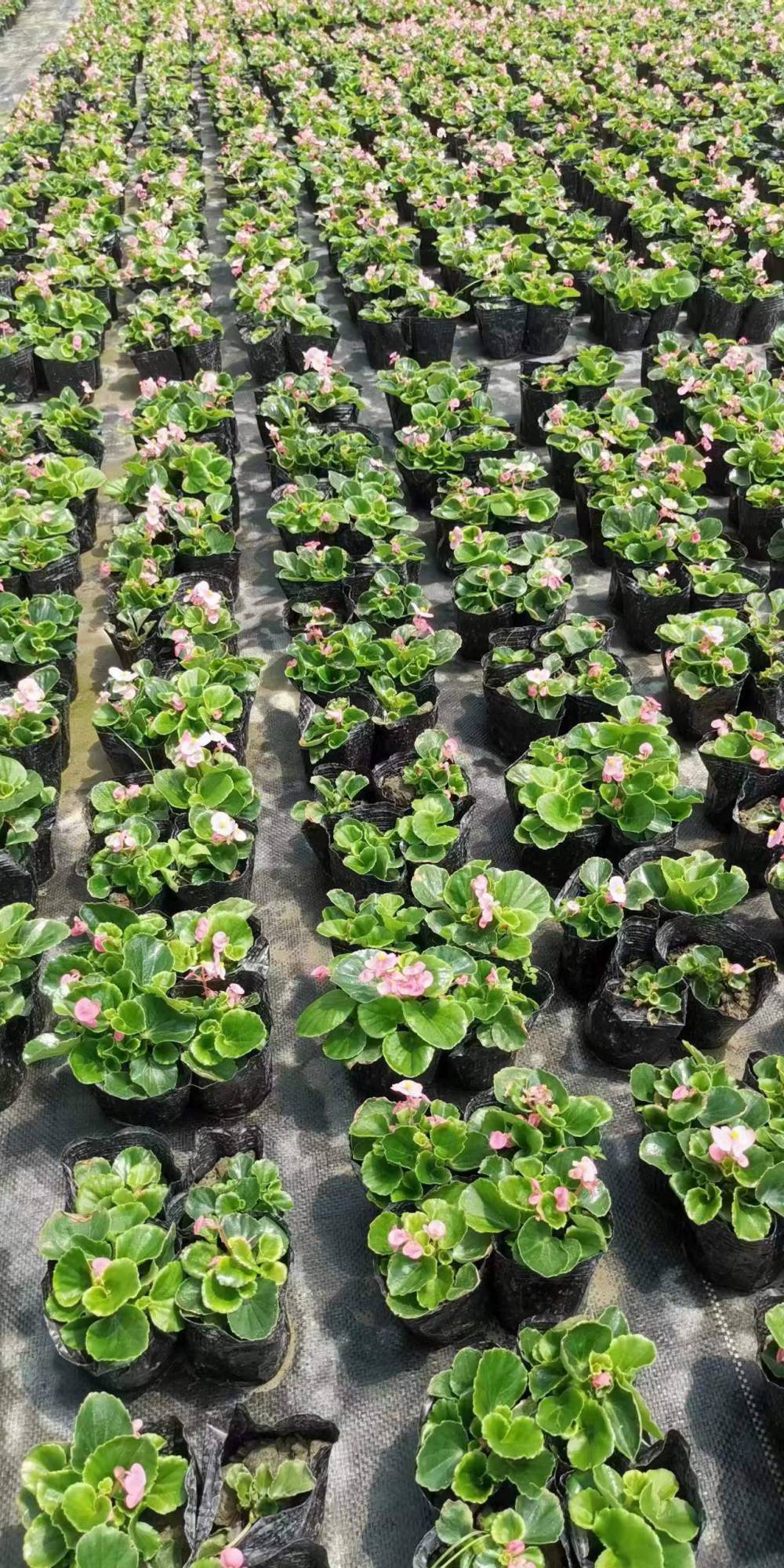 【四季海棠杯苗出售 10杯秋海棠批发 青叶红花海棠大杯小杯】价格