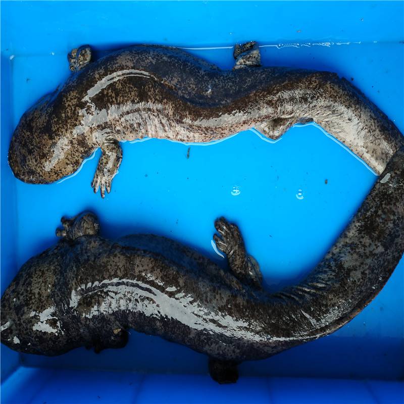 2020年人工养殖娃娃鱼价格活鱼包邮零售娃娃鱼