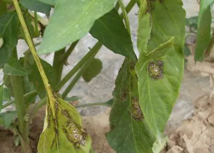 辣椒疫情用什么好辣椒发黑什么病早疫病晚疫病