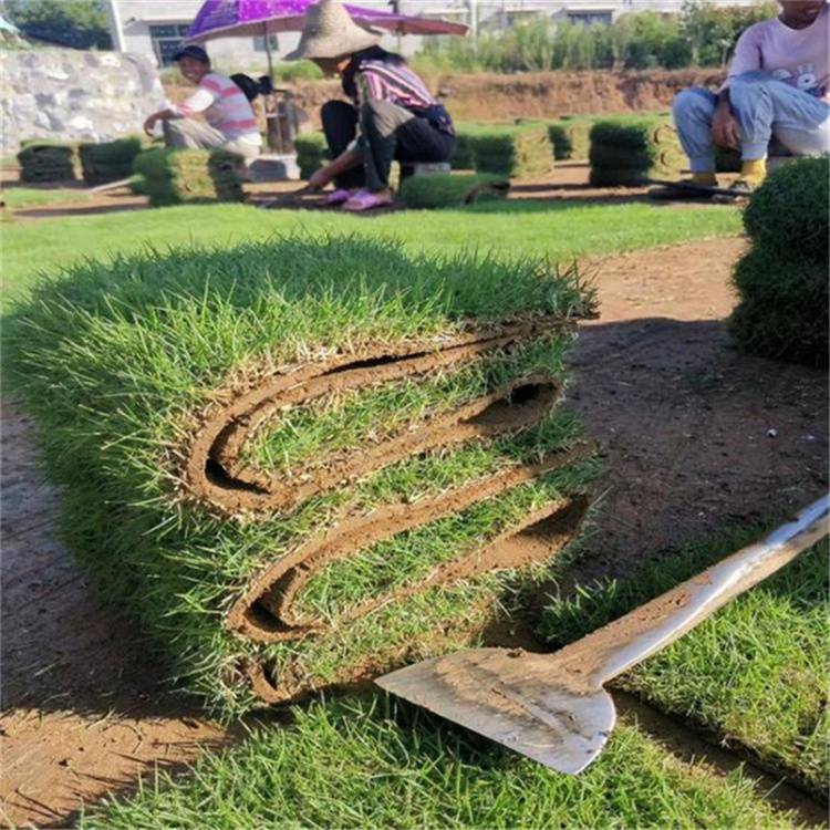 北海绿化草皮 草皮多少钱 易维护耐踩踏