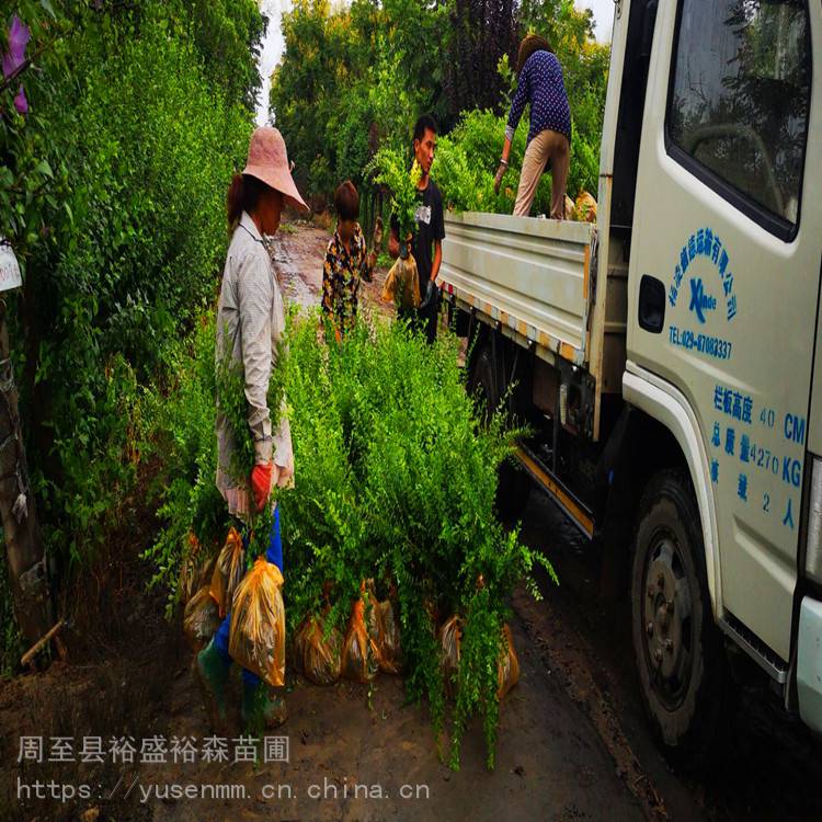 小叶女贞小苗 绿植树苗基地 1.8米圆球金叶女贞