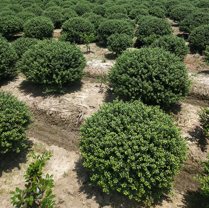 冬青小球出售30公分40公分冬青球价格山东冬青球基地冬青球报价
