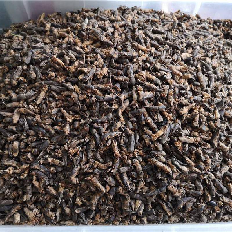 【别名】拉拉蛄,土狗【拼音名】lóu gū蝼蛄蝼蛄药用用法及用量 蝼蝈