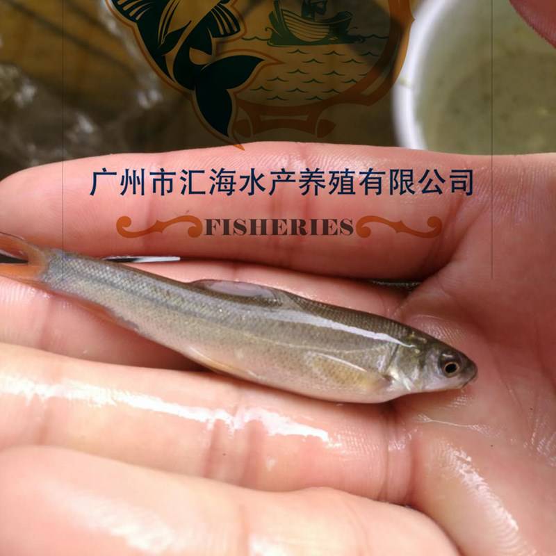 银鳕鱼苗 银鳕鱼苗价格 水产养殖基地批发银鳕鱼苗