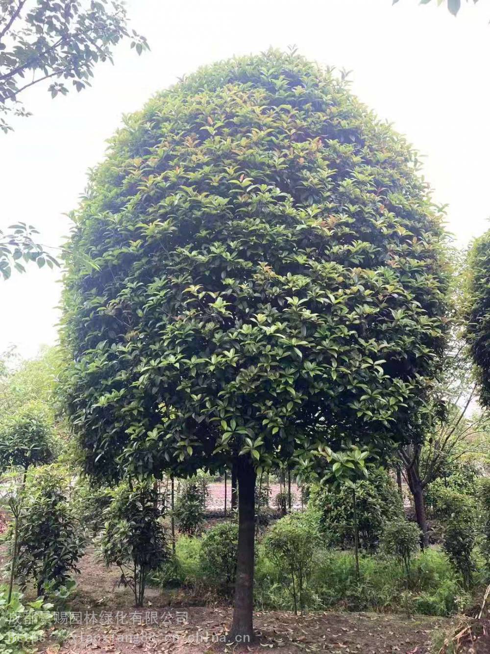 丹桂飘香是什么季节四川眉山乐昌含笑桂花树八月桂工程苗