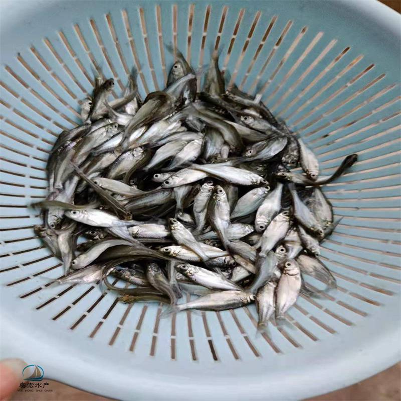 高密度养殖杂交鲂鱼苗活鱼苗三角鳊鱼苗孵化基地