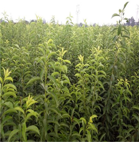 近期乌皮樱桃苗行情怎么样乌皮樱桃苗市场价多少钱一株