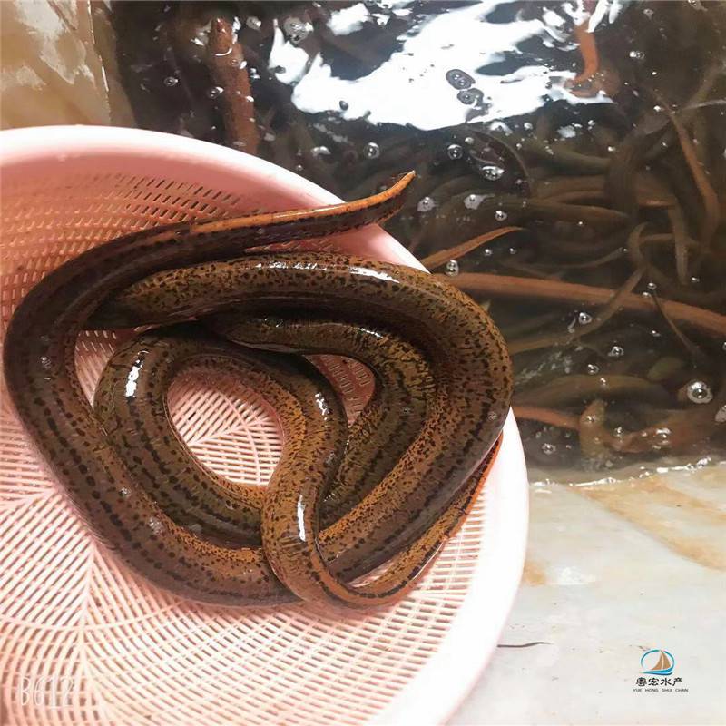 养殖基地推荐黄鳝鱼苗供应花黄鳝鱼苗田鳝鱼苗欢迎订购