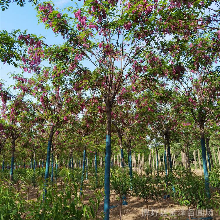 香花槐大树 基地种植 树形美观 技术指导