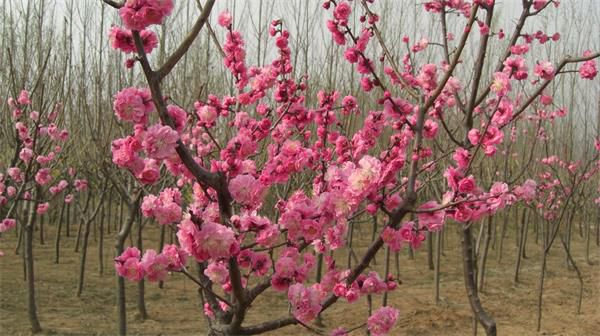 西藏梅花树-岱下花卉梅花基地-梅花树种植基地