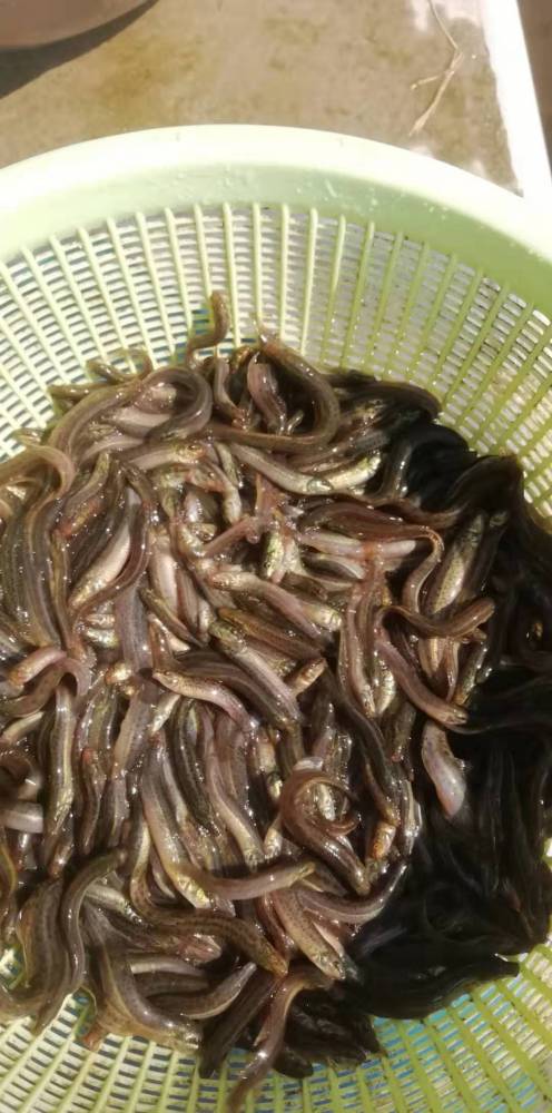 叉尾鮰鱼苗鮰鱼苗批发叉尾鱼苗运输和服务助