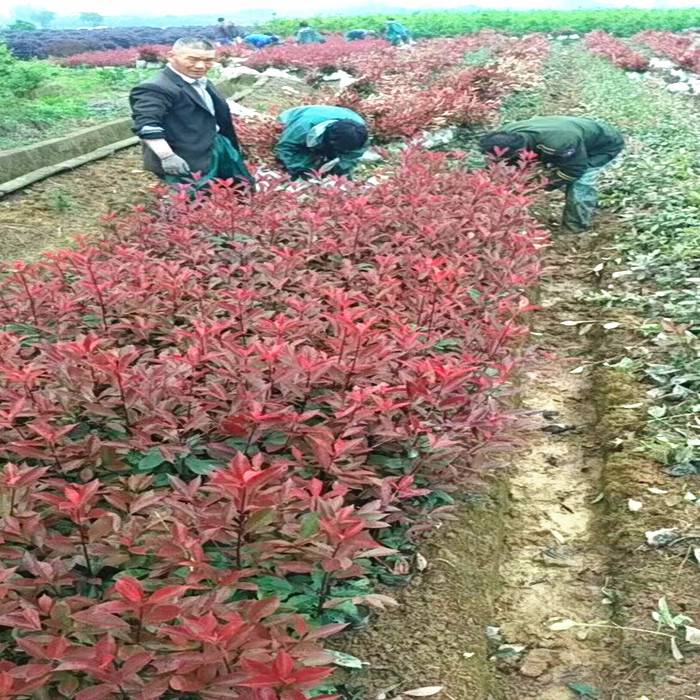 红叶李 工厂绿化效果好 北方苗木基地