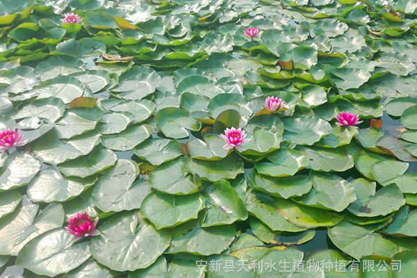 耐寒睡莲基地,人工湖睡莲种苗,睡莲基地销售价格低