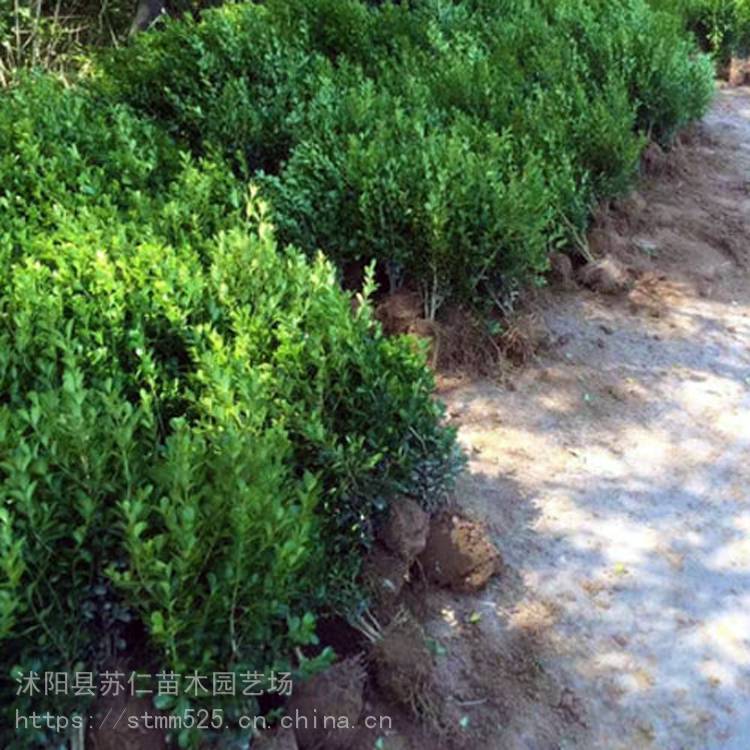 黄杨小苗810公分的小叶黄杨床苗多少钱一棵