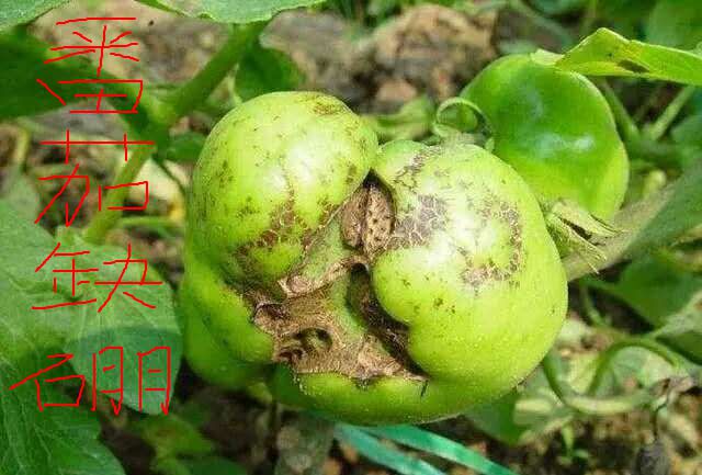 番茄缺硼缺锌都有哪些症状
