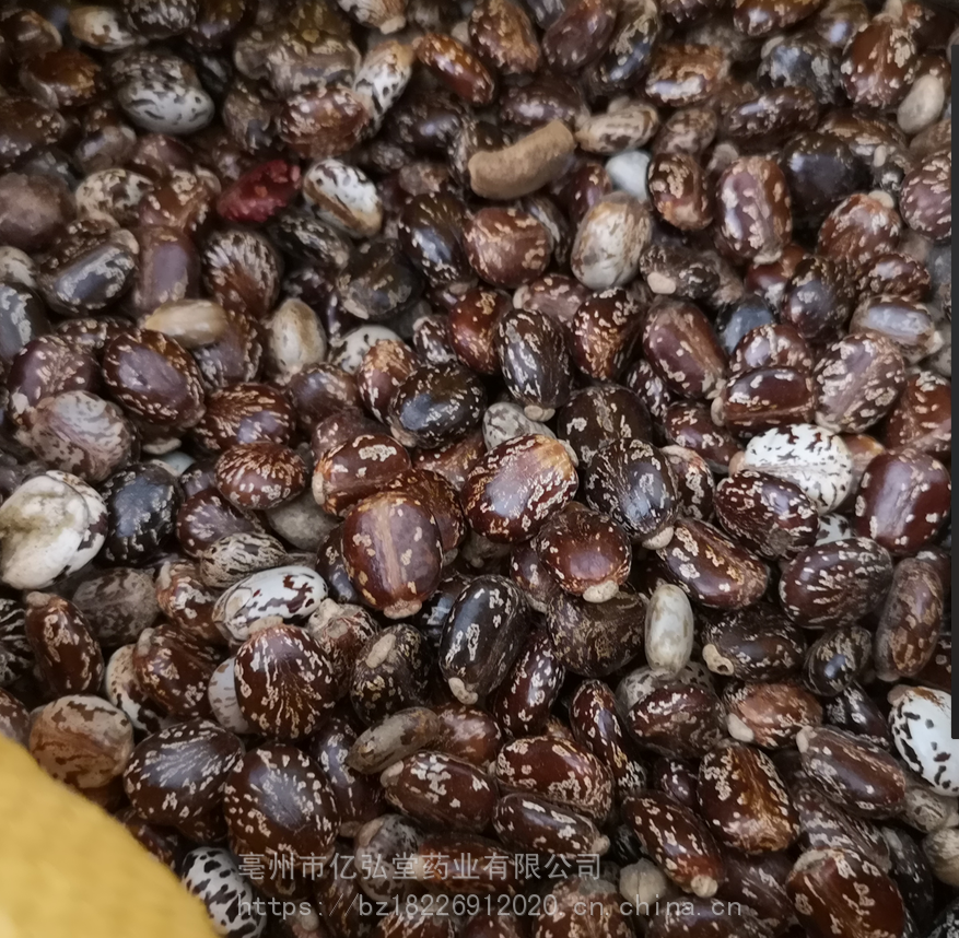 正宗蓖麻仁多少钱蓖麻仁全国供应图片