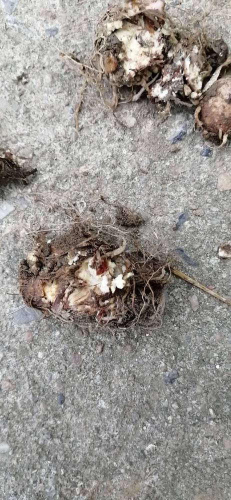 重楼半夏根腐病茎基腐病的发病规律和方法