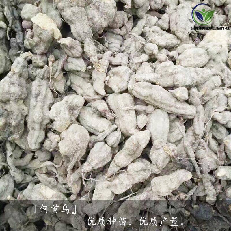 何首乌种子何首乌苗子